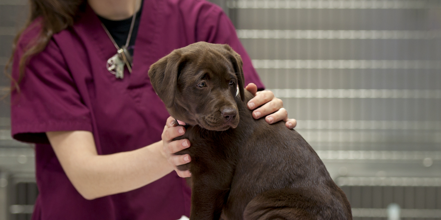 Veterinary Technologists and Techniciansat work