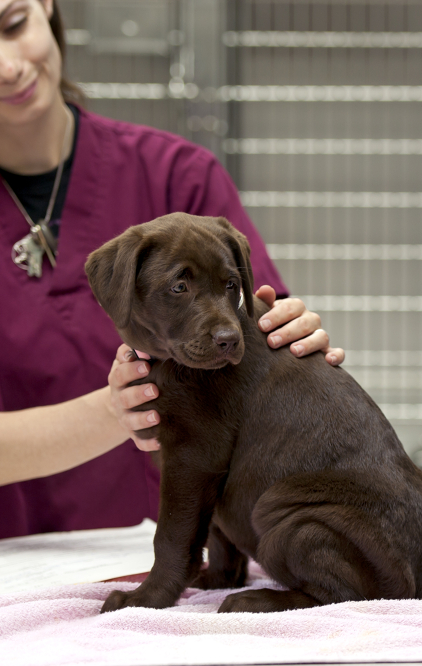 Veterinary Technologists and Techniciansat work