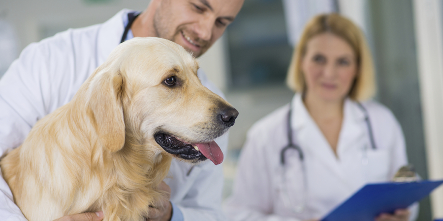 Veterinary Assistants and Laboratory Animal Caretakersat work