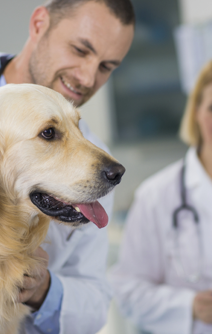 Veterinary Assistants and Laboratory Animal Caretakersat work